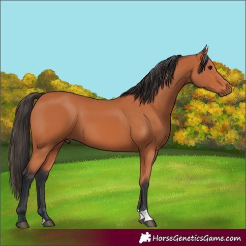 Horse Color:Bay 