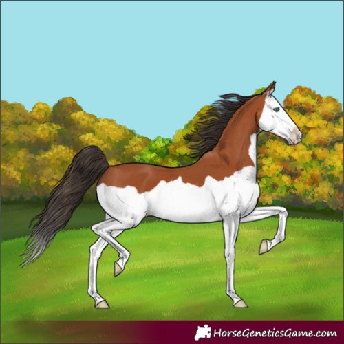 Horse Color:Unknown 