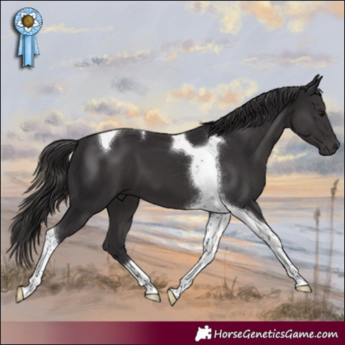 Horse Color:Smoky Black Tobiano 