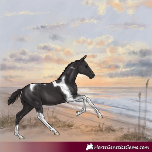 Horse Color:Smoky Black Tobiano