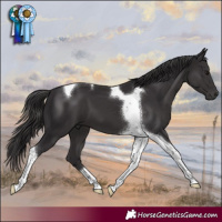 Horse Color:Smoky Black Tobiano 