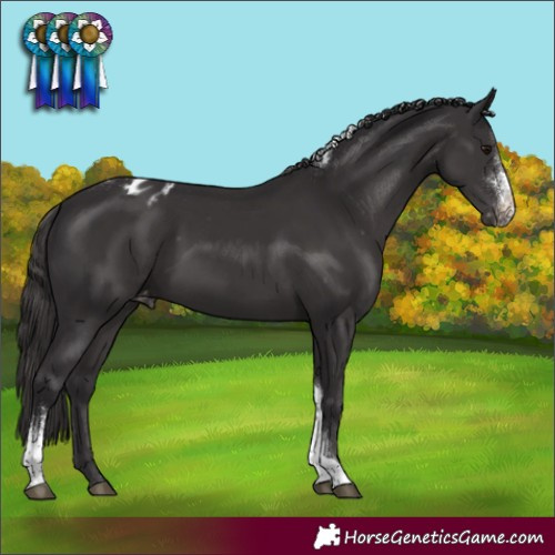 Horse Color:Smoky Black Sabino Tobiano Appaloosa 