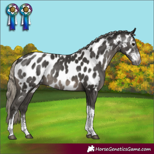 Horse Color:Gray Silver Smoky Black Sabino Tobiano Near Leopard Rabicano
