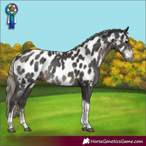 Horse Color:Gray Silver Smoky Black Sabino Tobiano Appaloosa Rabicano 