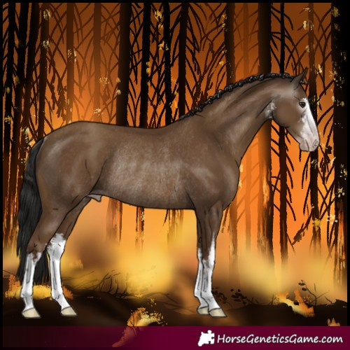 Horse Color:Gray White Spotted Classic Champagne Rabicano 