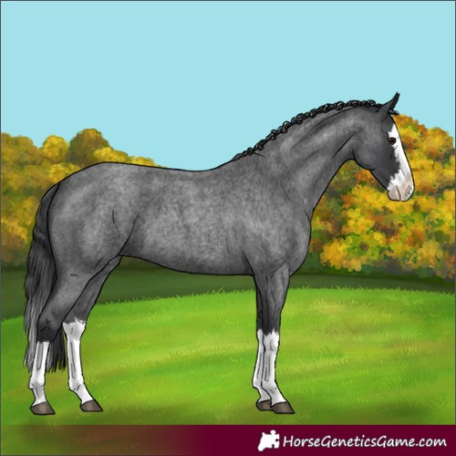 Horse Color:Blue Roan Splash