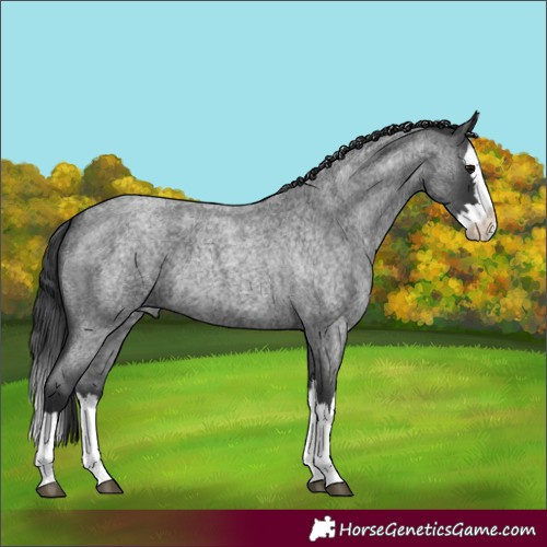 Horse Color:Blue Roan Splash 