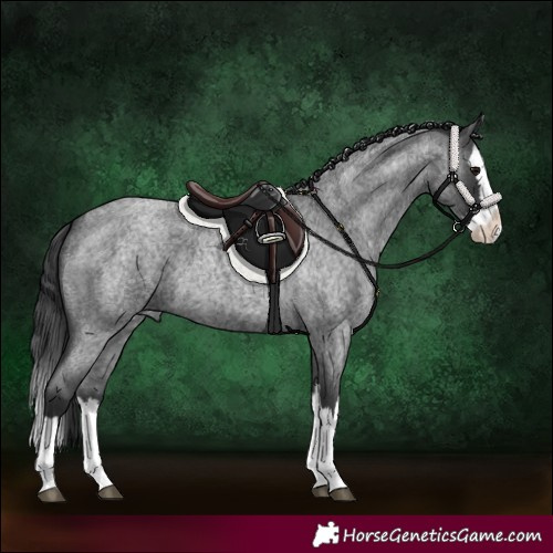 Horse Color:Blue Roan Splash