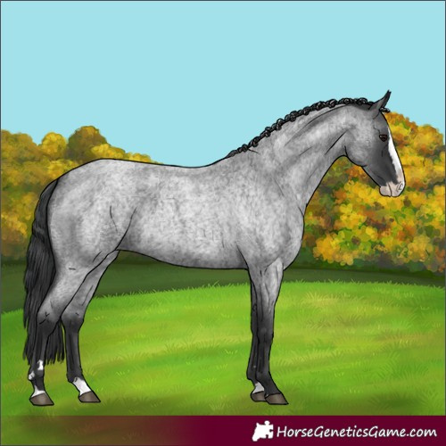 Horse Color:Blue Roan Splash 