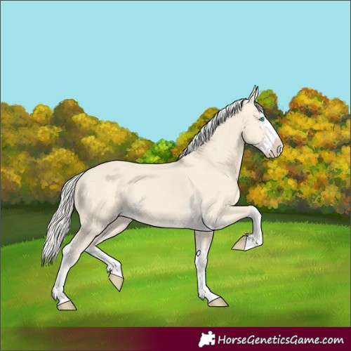 Horse Color:Cremello Splash and Cremello Splash