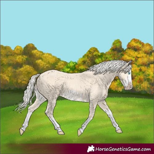 Horse Color:Cremello Splash  and Cremello Splash Frame 