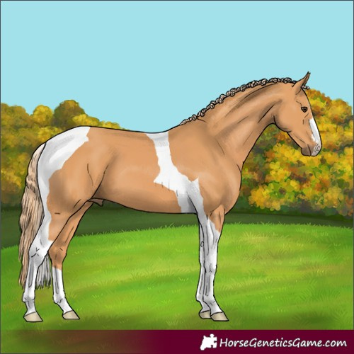 Horse Color:Chestnut Tobiano 