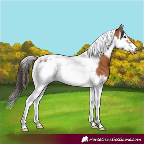 Horse Color:Bay Splash Tobiano Frame