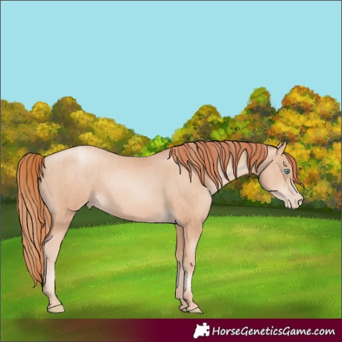 Horse Color:Unknown