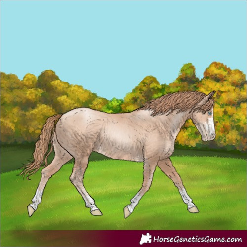 Horse Color:Gold Champagne Pearl Rabicano and Gold Champagne Pearl Rabicano