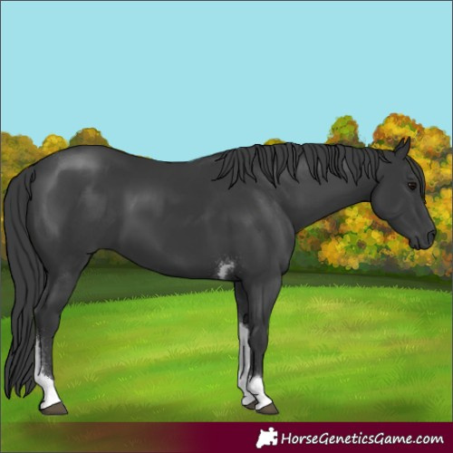 Horse Color:Black Tobiano 