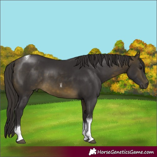 Horse Color:Buckskin Tobiano 