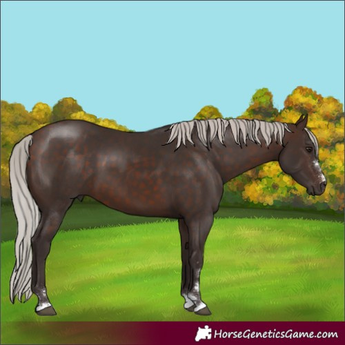 Horse Color:Silver Brown