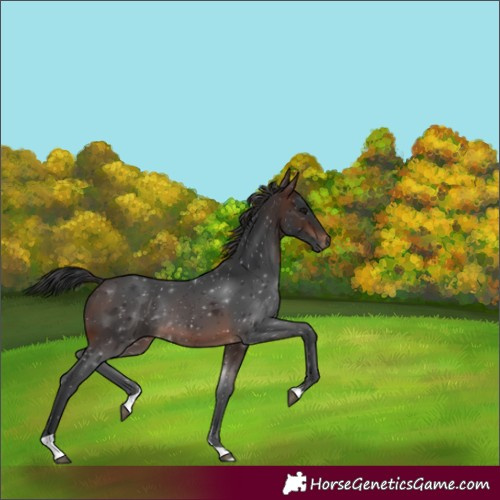 Horse Color:Brown Tobiano Rabicano