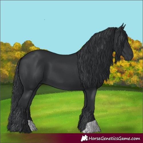 Horse Color:Black 