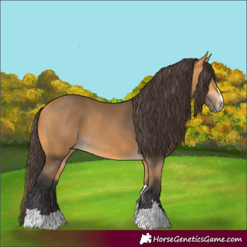 Horse Color:Buckskin