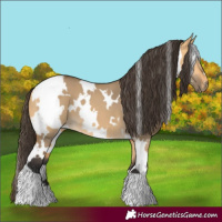 Horse Color:White Spotted Buckskin Dun