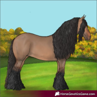 Horse Color:Bay Dun 
