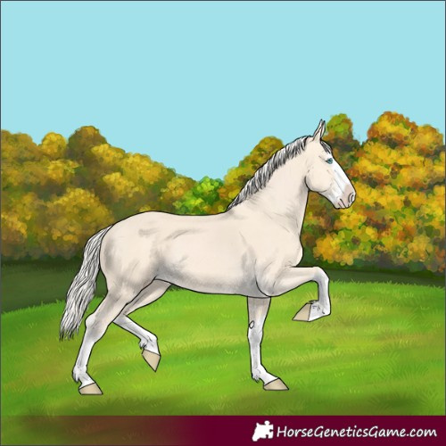 Horse Color:Cremello Splash and Cremello Splash