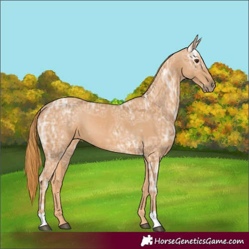 Horse Color:Chestnut Ice