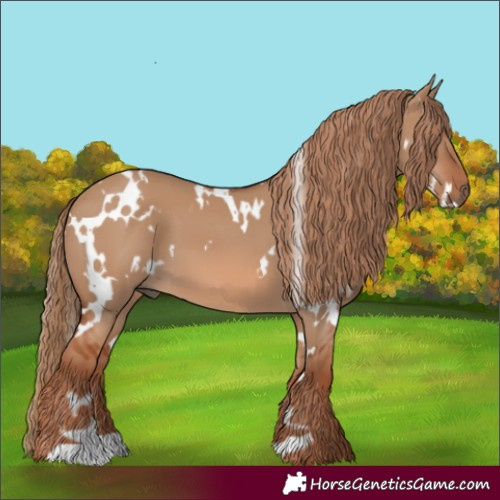 Horse Color:White Spotted Red Dun