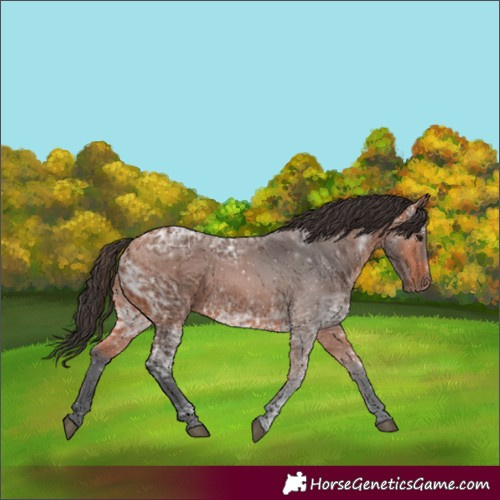 Horse Color:Bay Ice