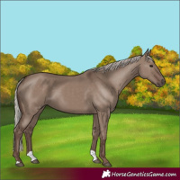 Horse Color:Silver Grullo 