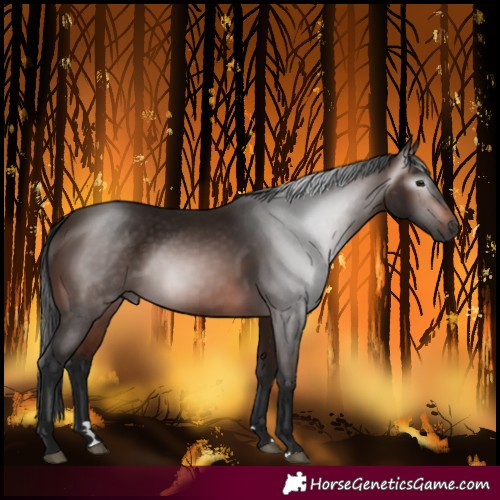Horse Color:Gray Bay 