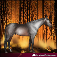 Horse Color:Gray Bay 
