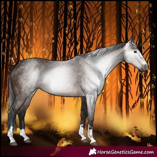 Horse Color:Gray Bay 