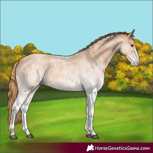 Horse Color:White Spotted Red Roan 