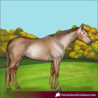 Horse Color:Gray Red Dun