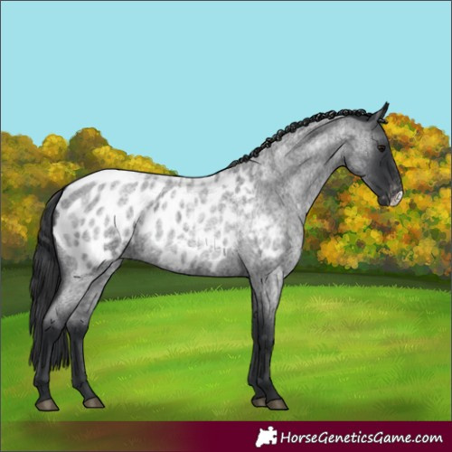 Horse Color:Blue Roan Frame Appaloosa