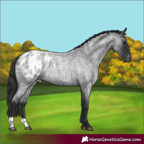 Horse Color:Blue Roan Appaloosa 