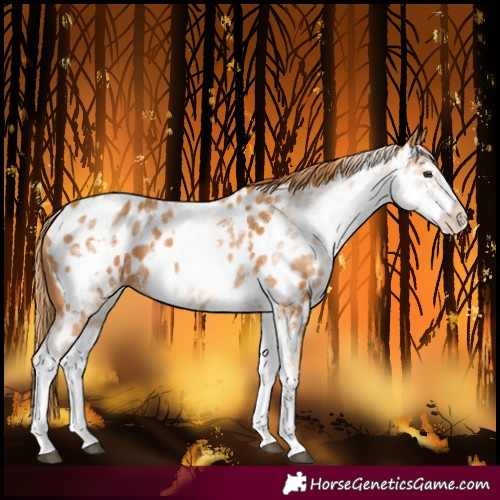 Horse Color:White Spotted Chestnut Near Leopard 