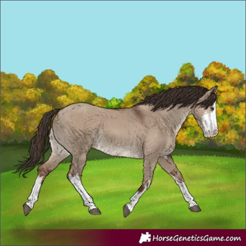 Horse Color:White Spotted Liver Red Dun