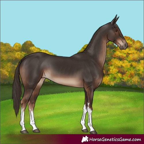 Horse Color:White Spotted Liver Chestnut 