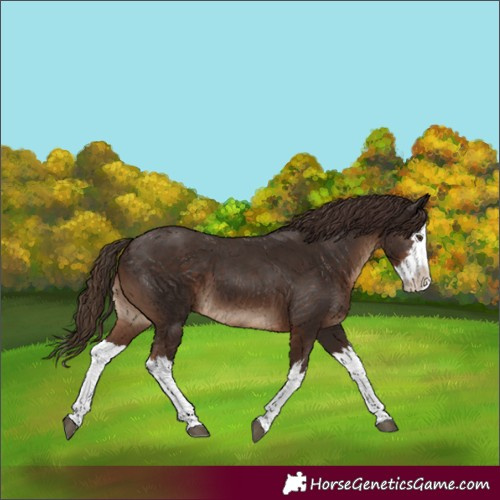 Horse Color:White Spotted Liver Chestnut Splash 