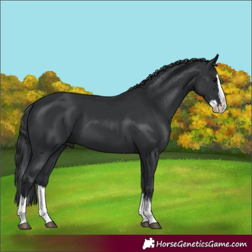 Horse Color:Black Splash 