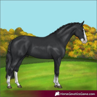 Horse Color:Black Splash