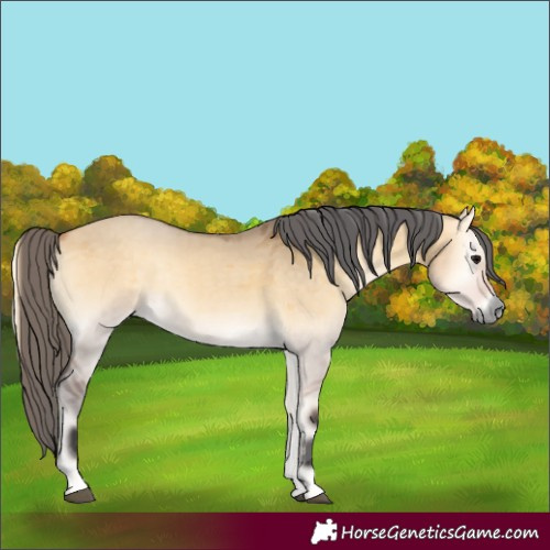 Horse Color:Buckskin Onyx Merle Rabicano 