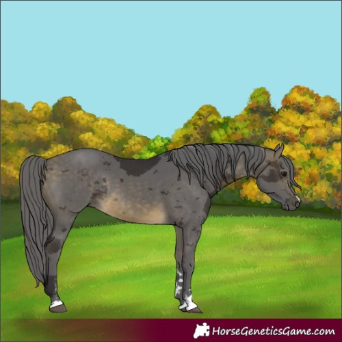 Horse Color:Buckskin Merle Rabicano