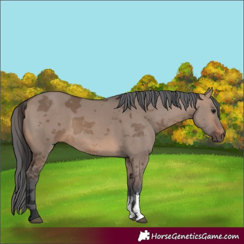Horse Color:Brown Dun Merle Sabino Rabicano 