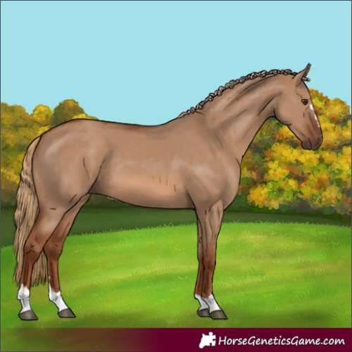Horse Color:Red Dun 