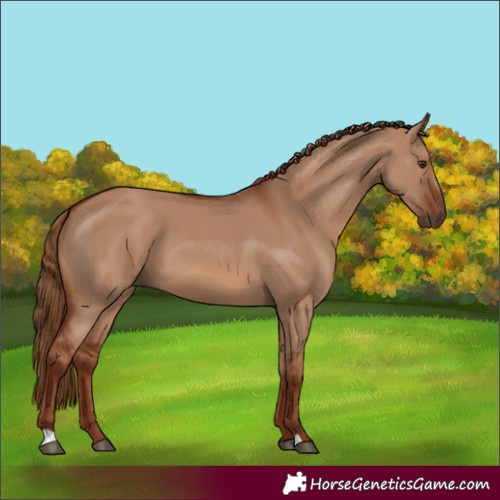 Horse Color:Red Dun